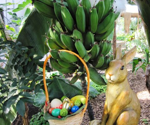 Osterhase und Ostereier unter einer Bananenstaude