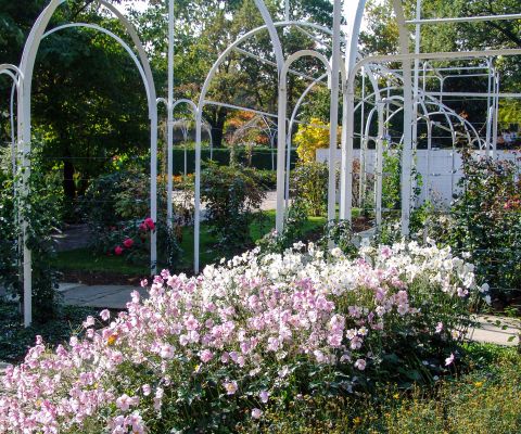 Der Rosengarten mit Sparlieren, im Vordergrund rosafarbene Blumen