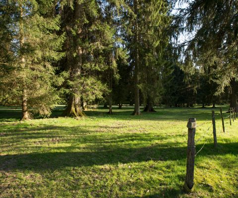 Wiesen und Wald im Regionalpark Doubs