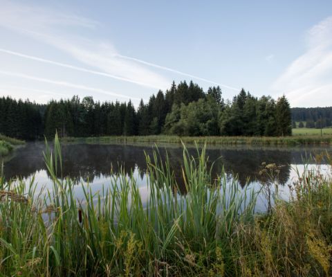 Magnifiques étangs dans le parc régional du Doubs