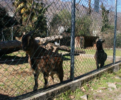 Les adorables chèvres du parc de jeux Robinson à Locarno