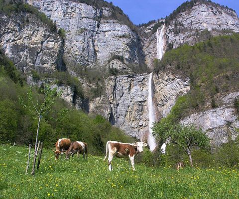 Drei Kühe auf grüner Wiese vor einem Wasserfall