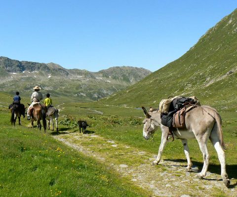 Trekking Somarelli con asini e muli in valle di Blenio in Ticino 