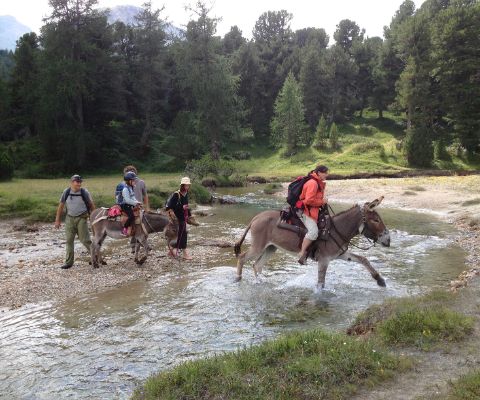Unterwegs mit Esel, Maultier und Alpaka in den Tessiner Bergen