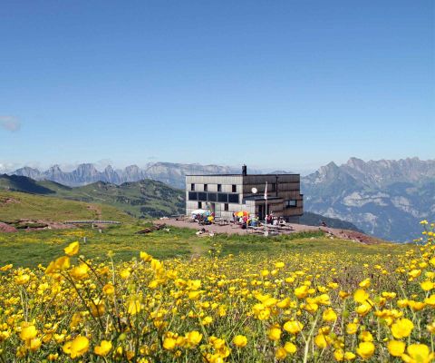 La Spitzmeilenhütte avec terrasse ensoleillée et prairie en fleurs au premier plan
