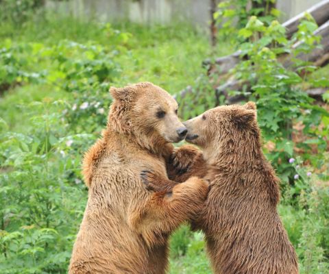 Zwei Braunbären stehen und spielen oder kämpfen miteinander