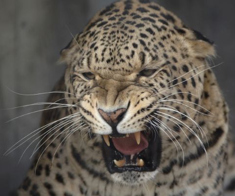 Un leopardo persiano soffia