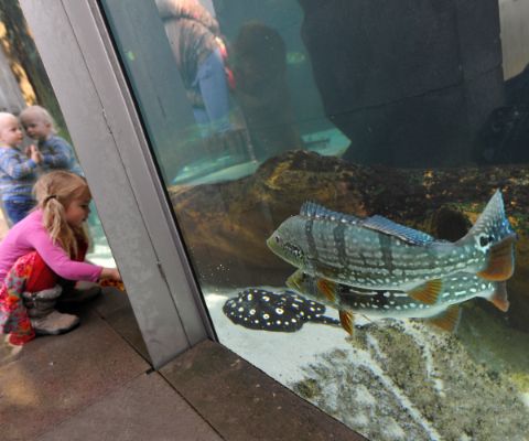 Due bambini davanti a un grande acquario con due grandi pesci e una razza