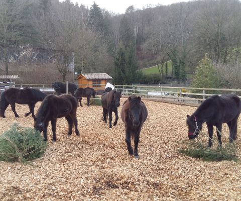 Ponys im Tierpark Weihermätteli Liestal