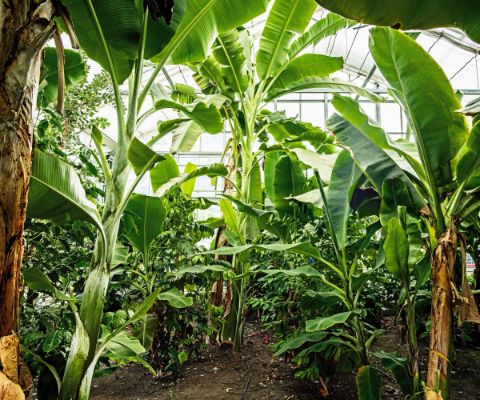 Vue intérieure de la maison tropicale de Frutigen