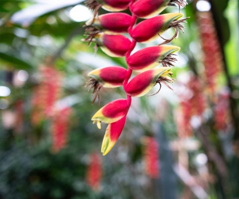 Piante tropicali nella serra tropicale di Wolhusen