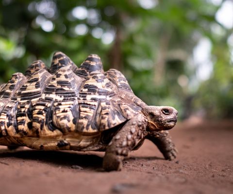 Tartarughe tropicali a passeggio 