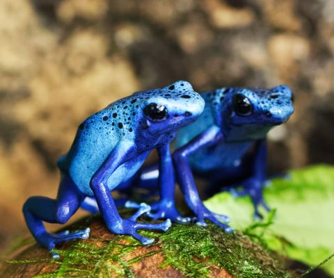 Deux grenouilles bleues au Tropiquarium de Servion