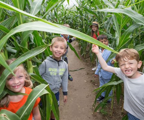 Kinder stehen lachend im Maisfeld