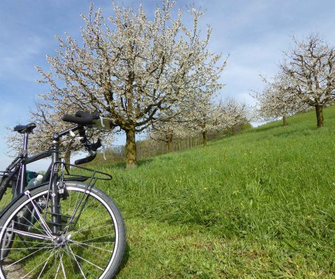 Una bicicletta davanti ad alberi fioriti e a un prato verde