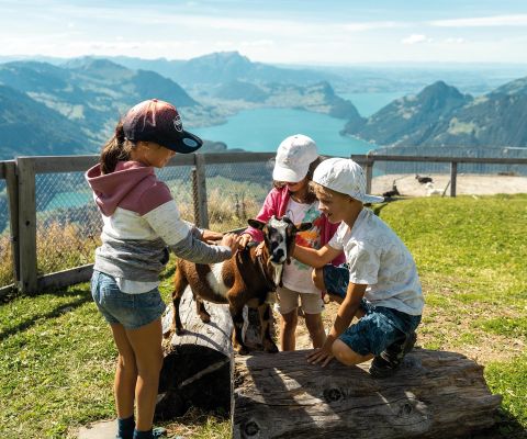 ©Switzerland Tourism/Daniel Loosli | Geissli-Streichelzoo Fronalpstock