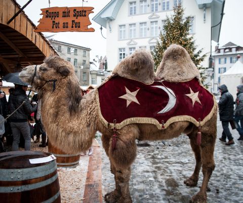 Der Weihnachtsmarkt in Zofingen zum Schauen und Staunen