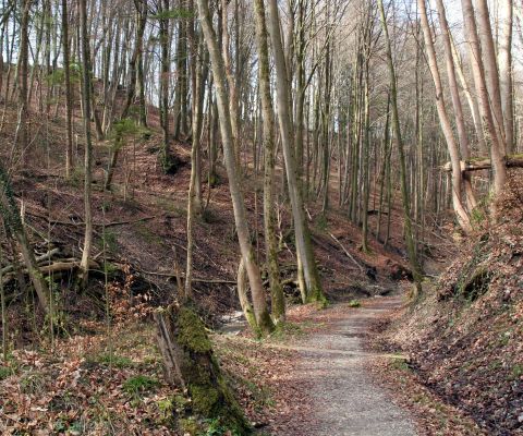 Chemin de randonnée Werenbachtobel traversant la forêt automnale