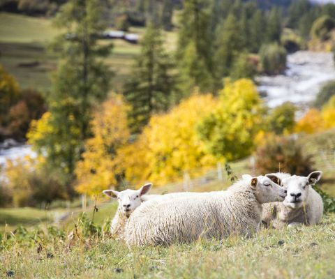 Schafe weiden vor dem Glamping-Luxuszelt in Blatten
