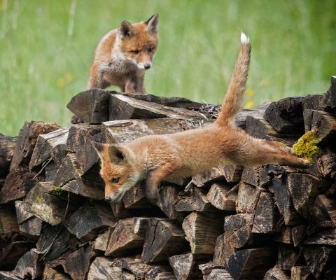 Deux petits renards jouent sur une pile de bois