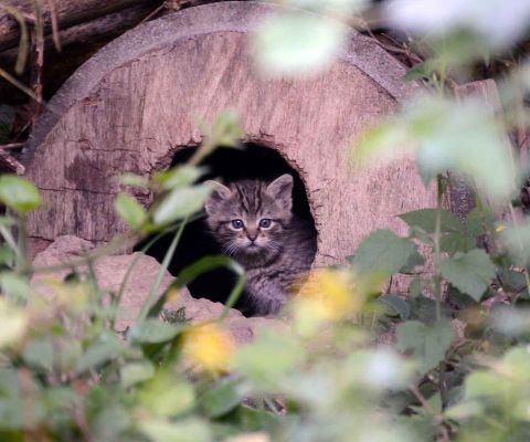 Un petit chat sauvage jette un œil depuis sa tanière