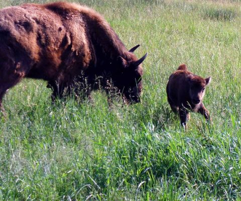 Un bisonte femmina con il suo piccolo 