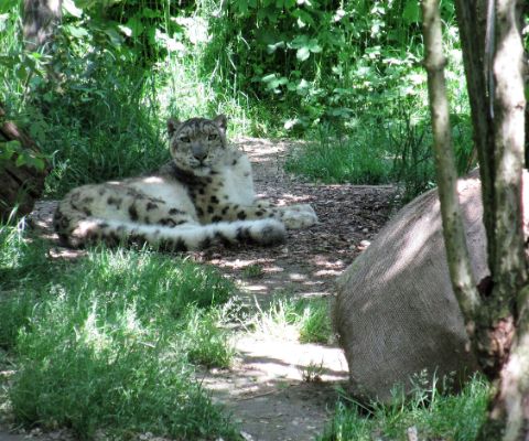 Un léopard au zoo al Maglio, à Magliaso