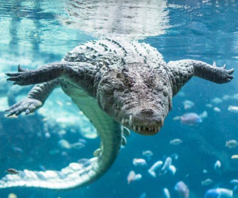 Vue sous-marine de crocodiles du Nil en train de plonger