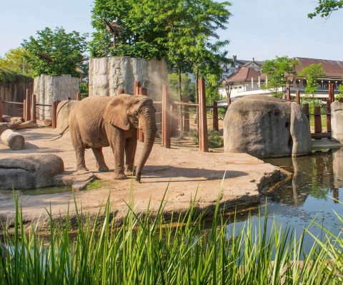 Ein Elefant im Gehege des Zoo Basel