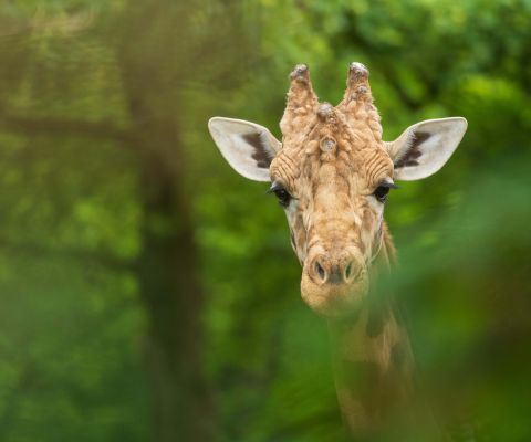 Una giraffa nello zoo di Basilea