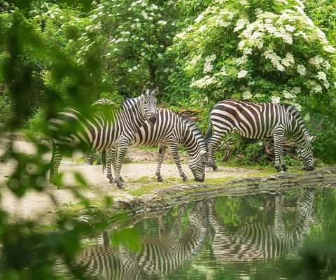 Tre zebre nello zoo di Basilea pascolano vicino all'acqua