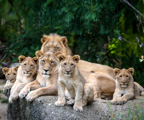 Löwenfamilie mit vier kleinen Löwen