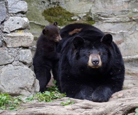Gli orsi dello zoo Les Marécottes