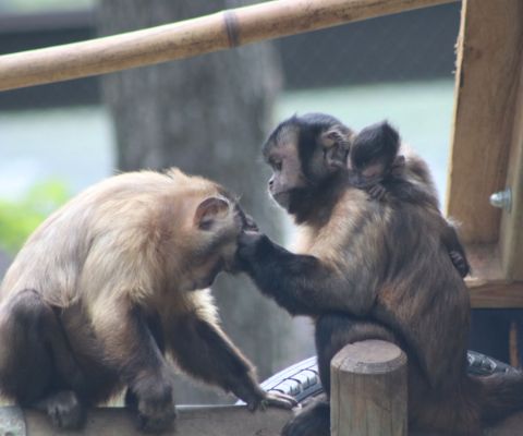 Una famiglia di scimmie nello zoo Siky
