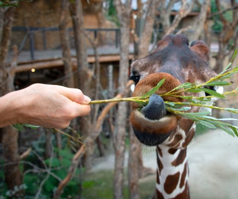 Giraffen füttern im Zoo Zürich