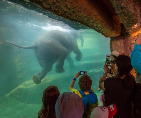 Vitre avec vue sous-marine d’un éléphant