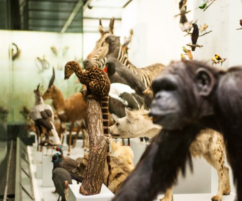 Affe und verschiedene Tiere des Kontinents Afrika