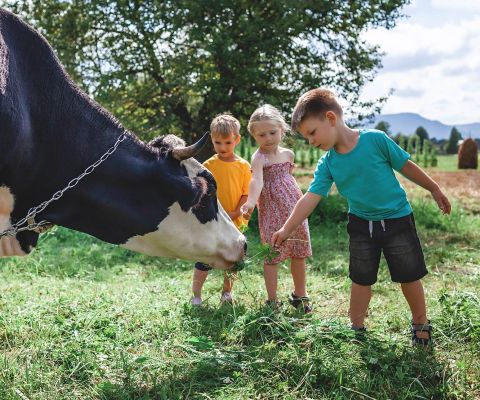 Drei Kindern füttern eine Kuh auf einer Wiese