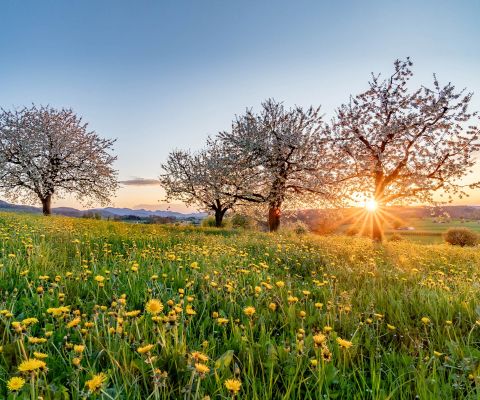 Kirschblüten-Wanderweg im Baselland