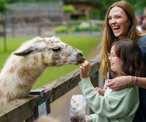 Madre e figlia danno da mangiare a un alpaca in un parco faunistico