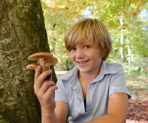 Un enfant en train de cueillir des champignons