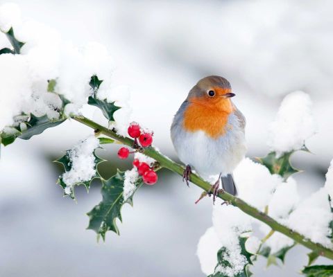 Rotkehlchen im Winter