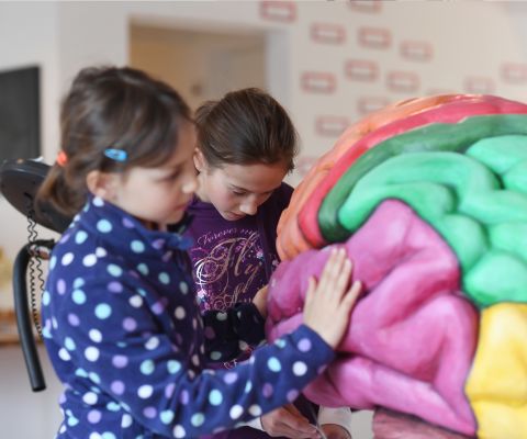 Kinder betrachten ein Modell eines Gehirns