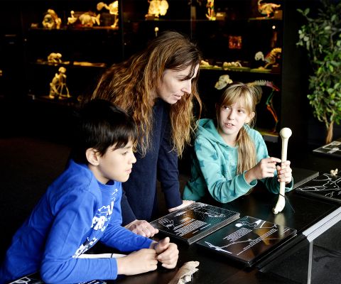 Eine Familie bestaunt im Museum Knochen