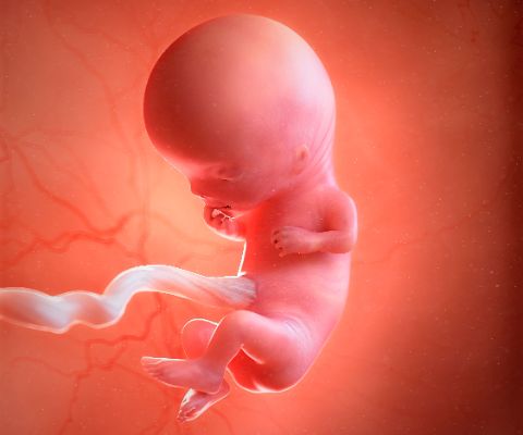 Embryon dans la poche amniotique