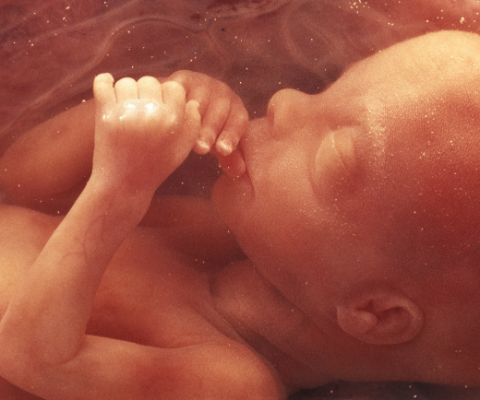 Haut du corps d’un fœtus à la 12e semaine de grossesse