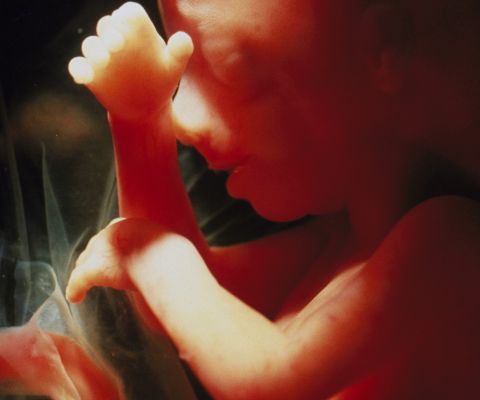 Babykopf mit Händen in der 16. Schwangerschaftswoche