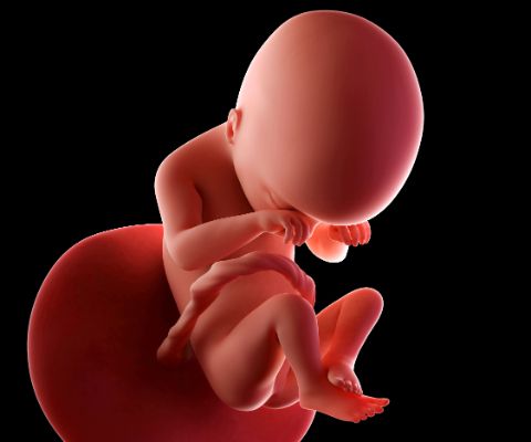 Embryon à la 19e semaine de grossesse