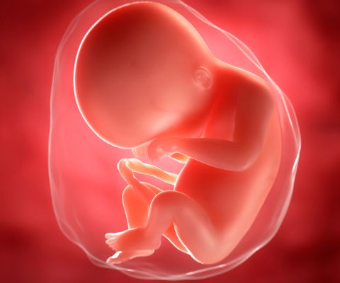 Bébé dans l'utérus