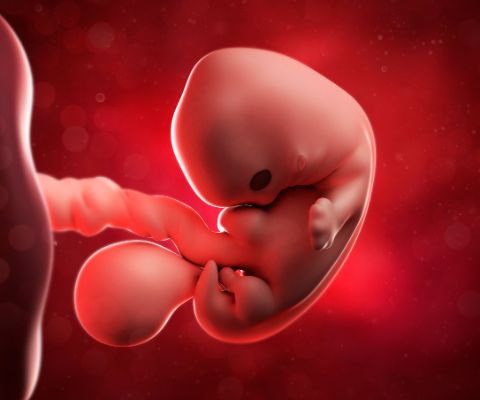 Fœtus dans l'utérus